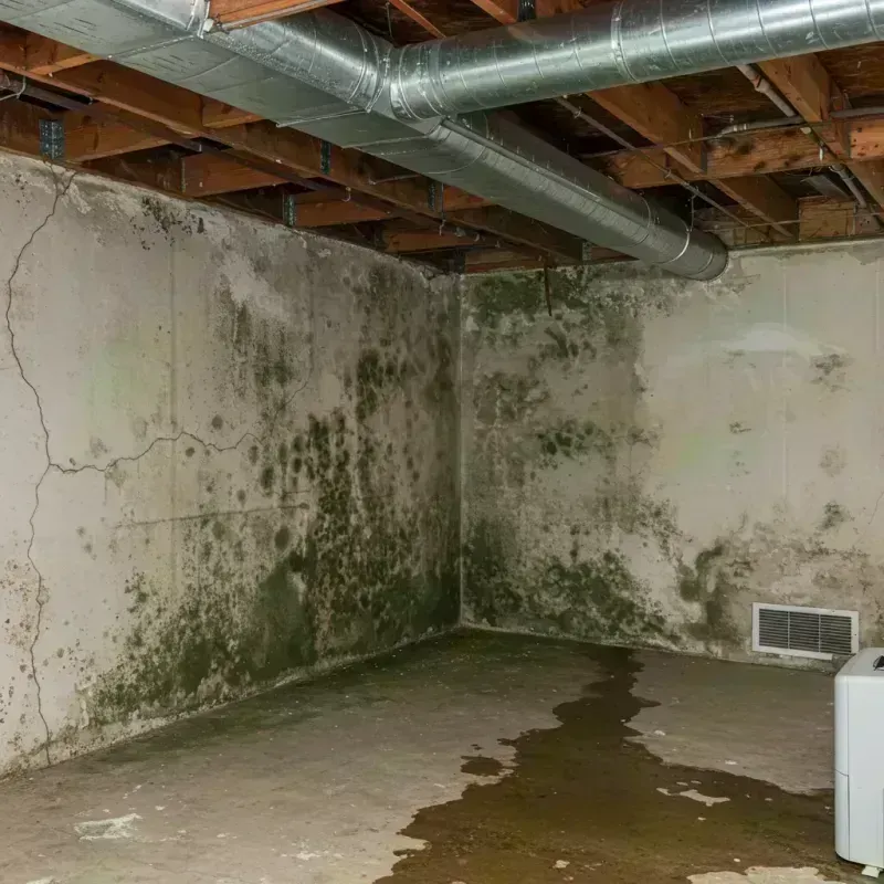 Professional Mold Removal in Belington, WV